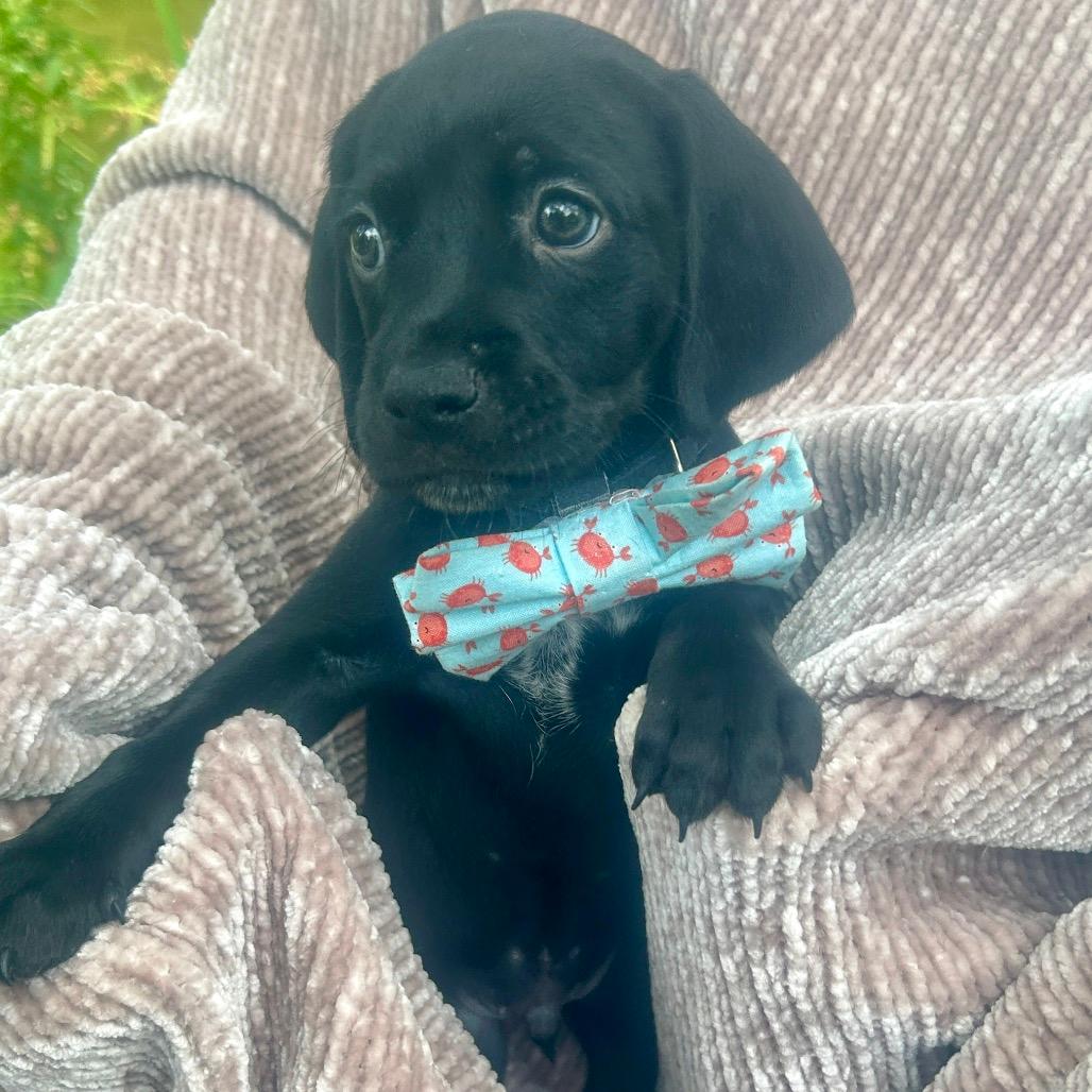 Levi