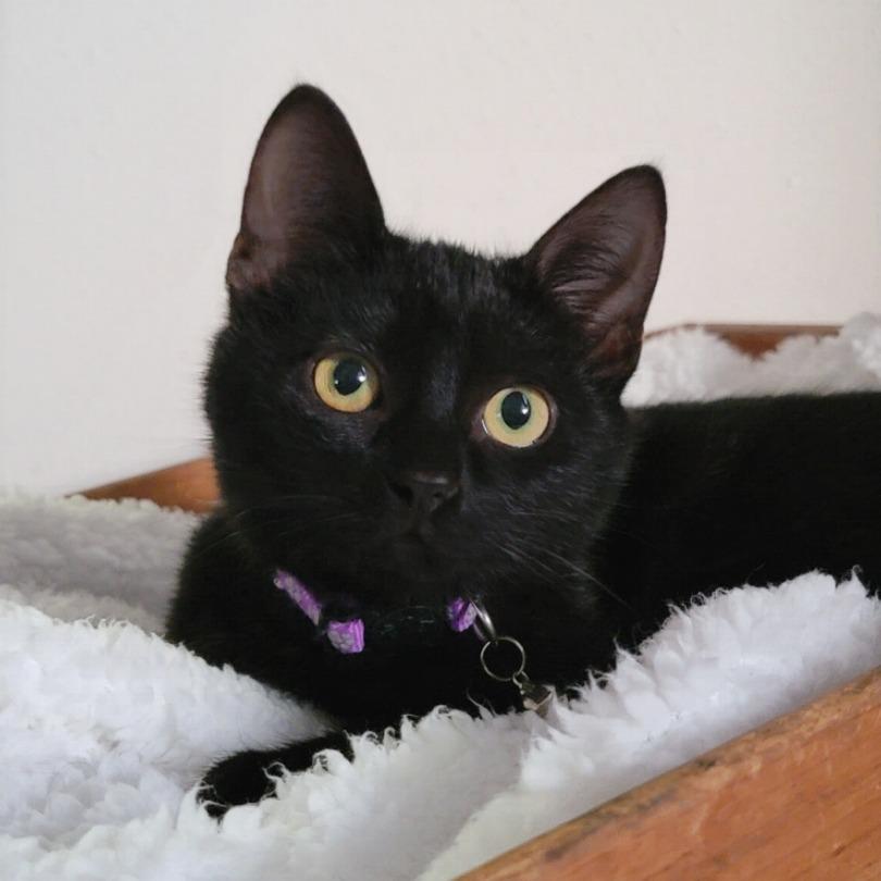 WILLOW