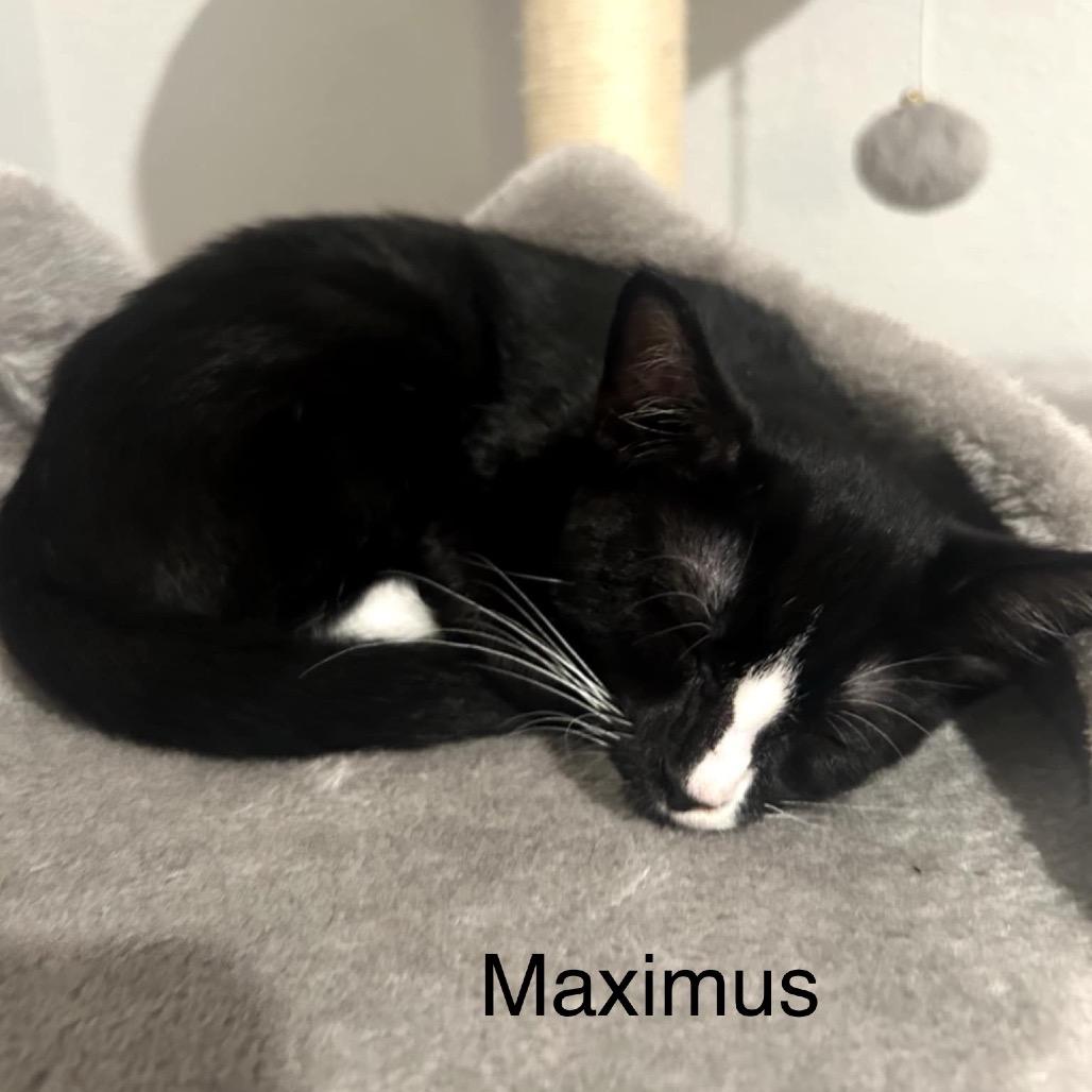 Maximus