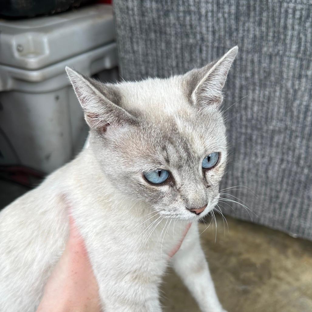 Sarabi (Kitty Kitty) 