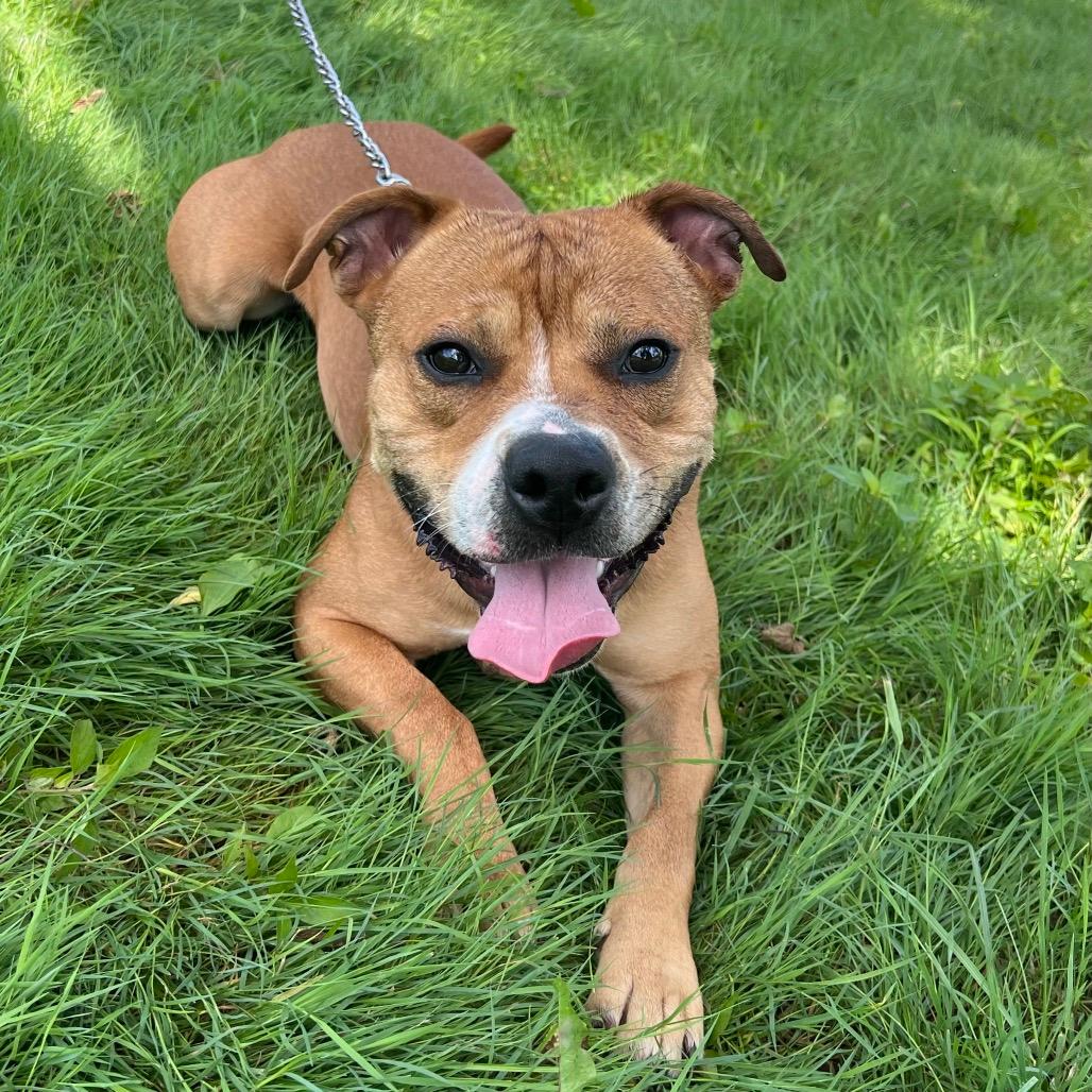 Apollo - IN FOSTER
