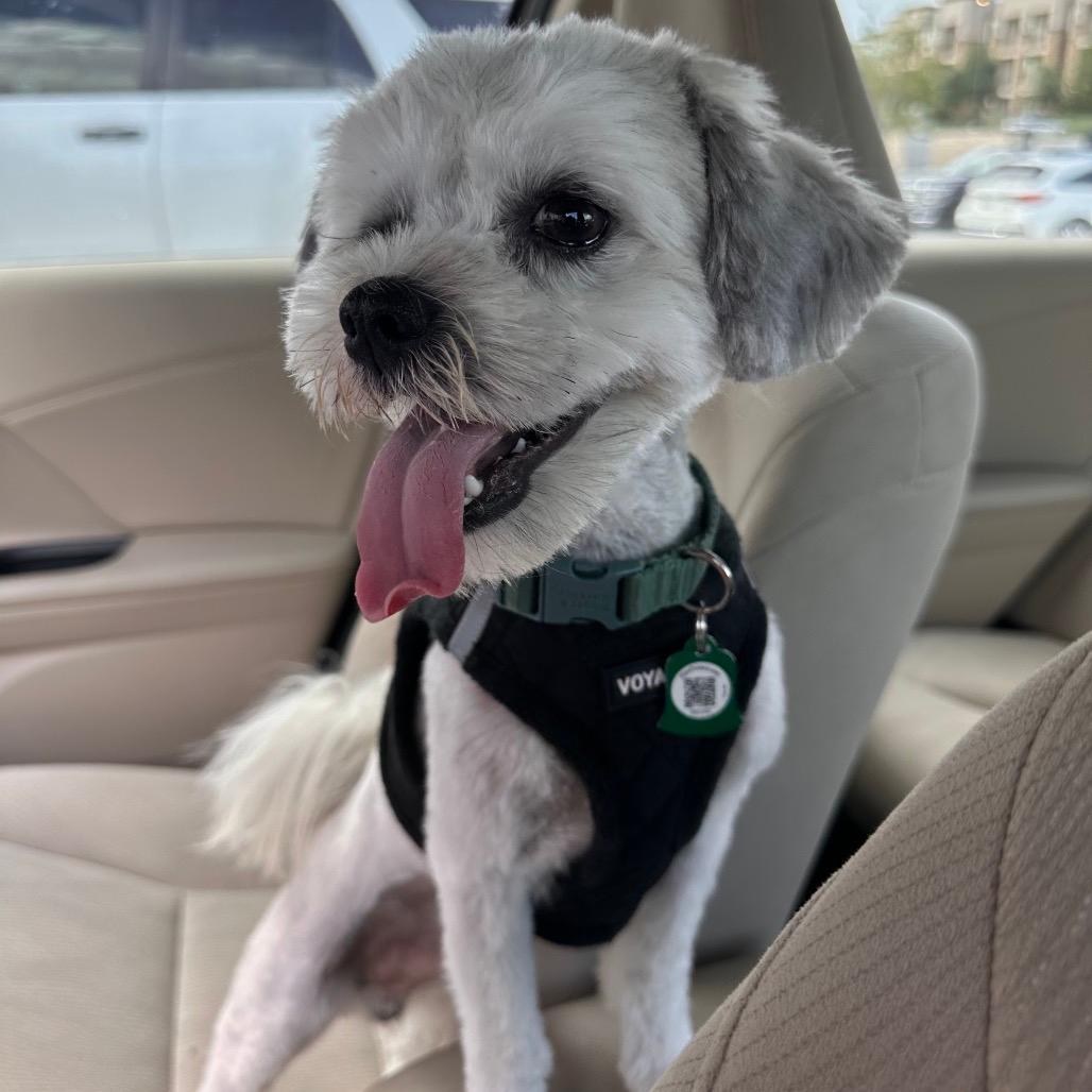 Picture of Oreo (Dallas)