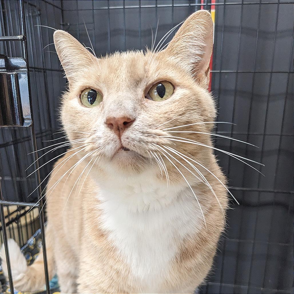 Dusty- Washington Petsmart