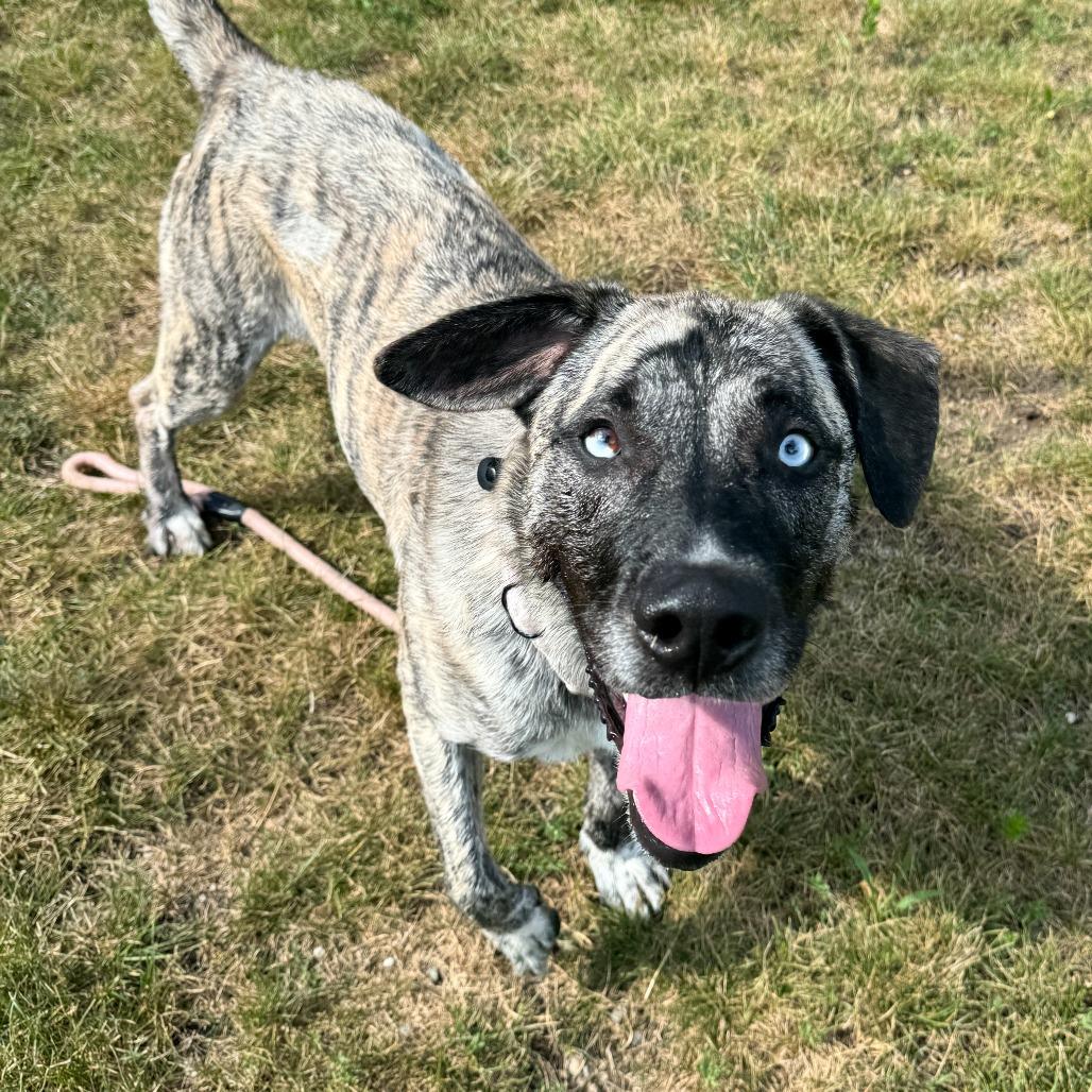 Chico