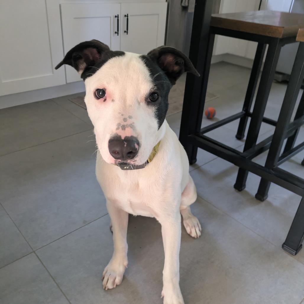 NY Freckles (Foster in Brewster NY)