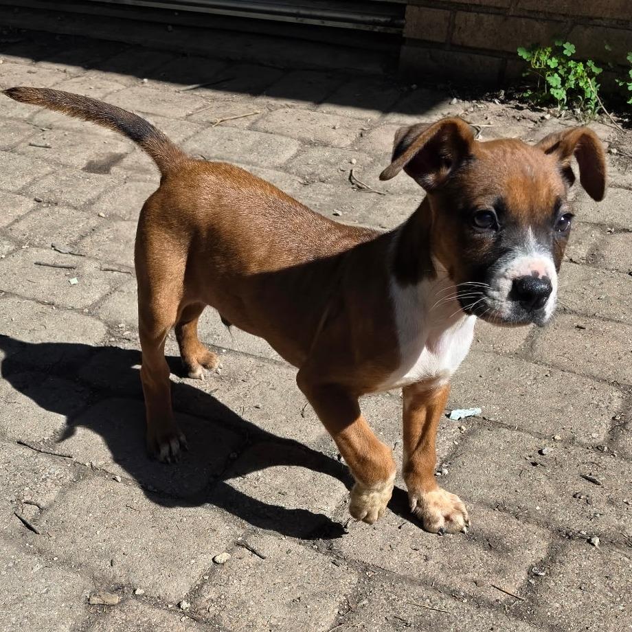 Coppertone