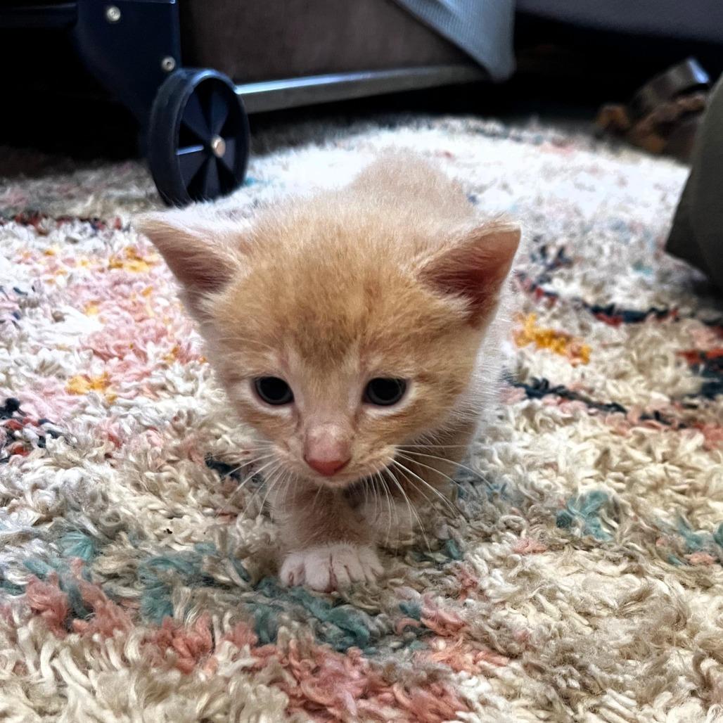 Louie