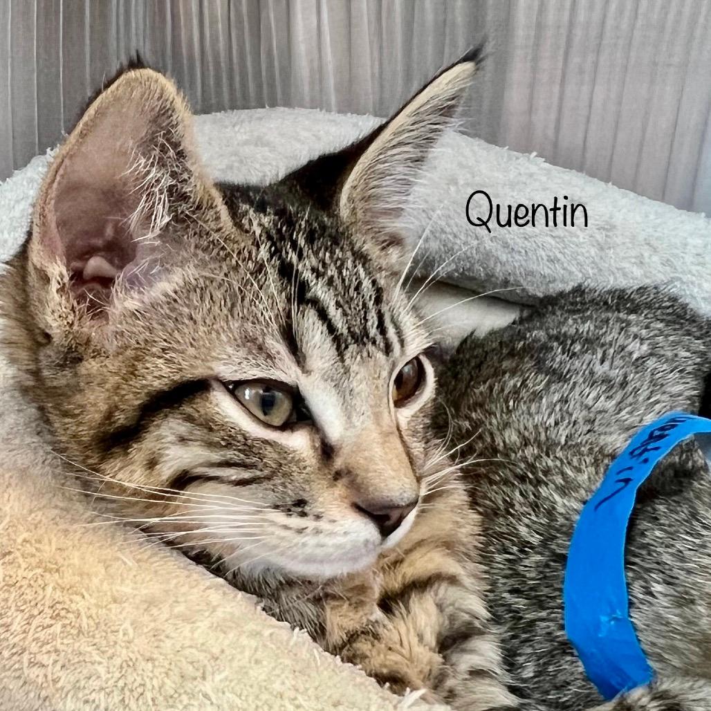 Quentin
