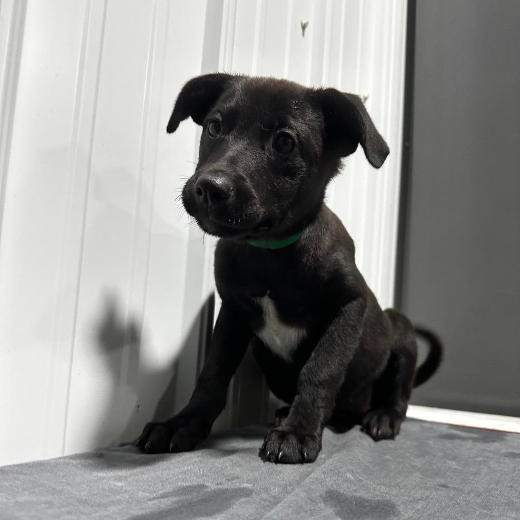 Rosita