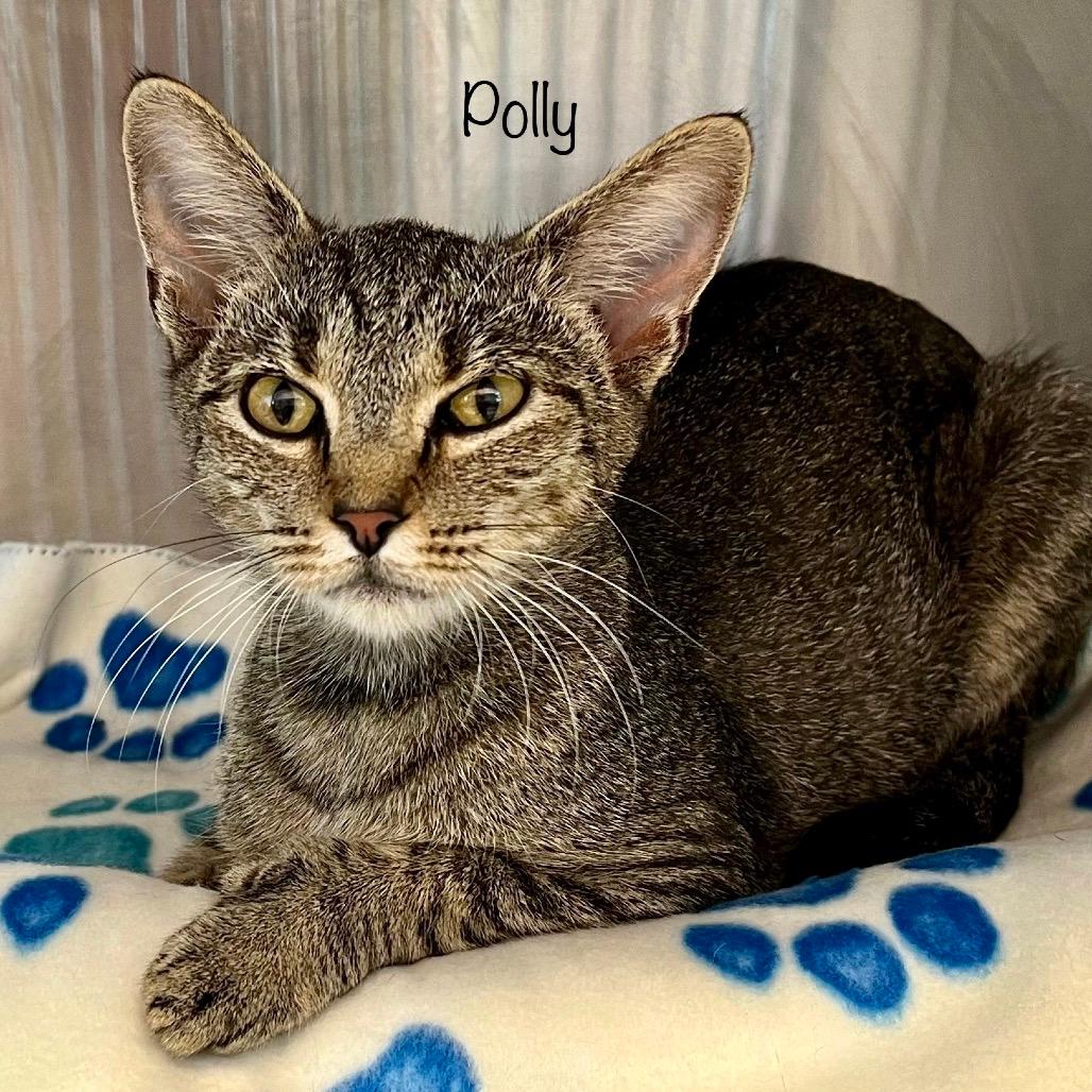 Polly
