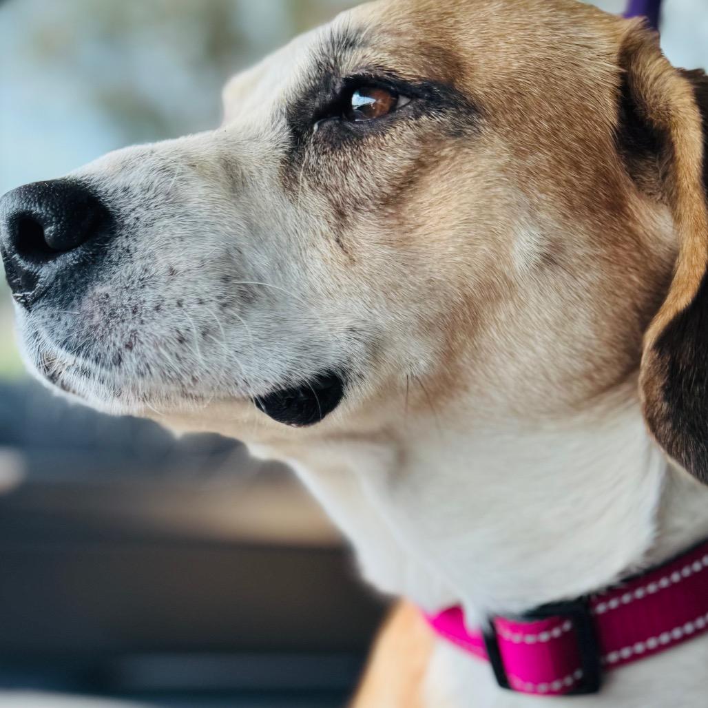 Picture of Tessa