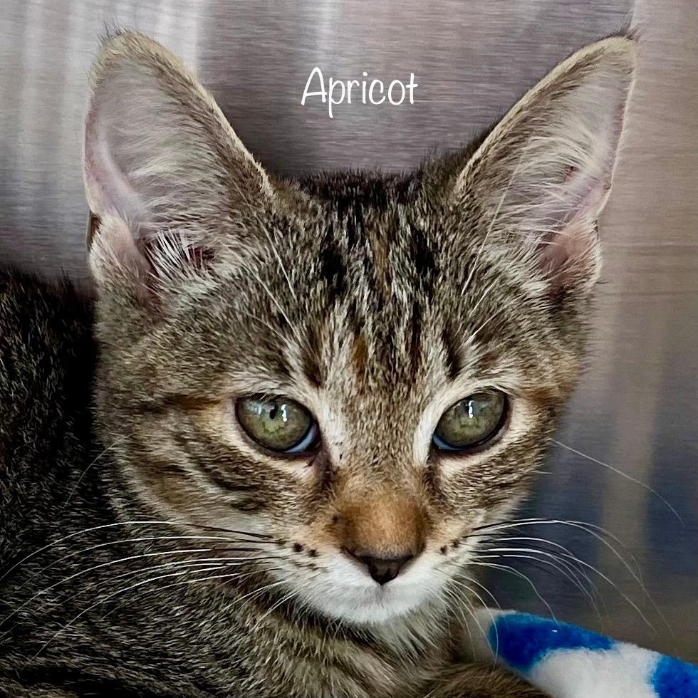 Apricot