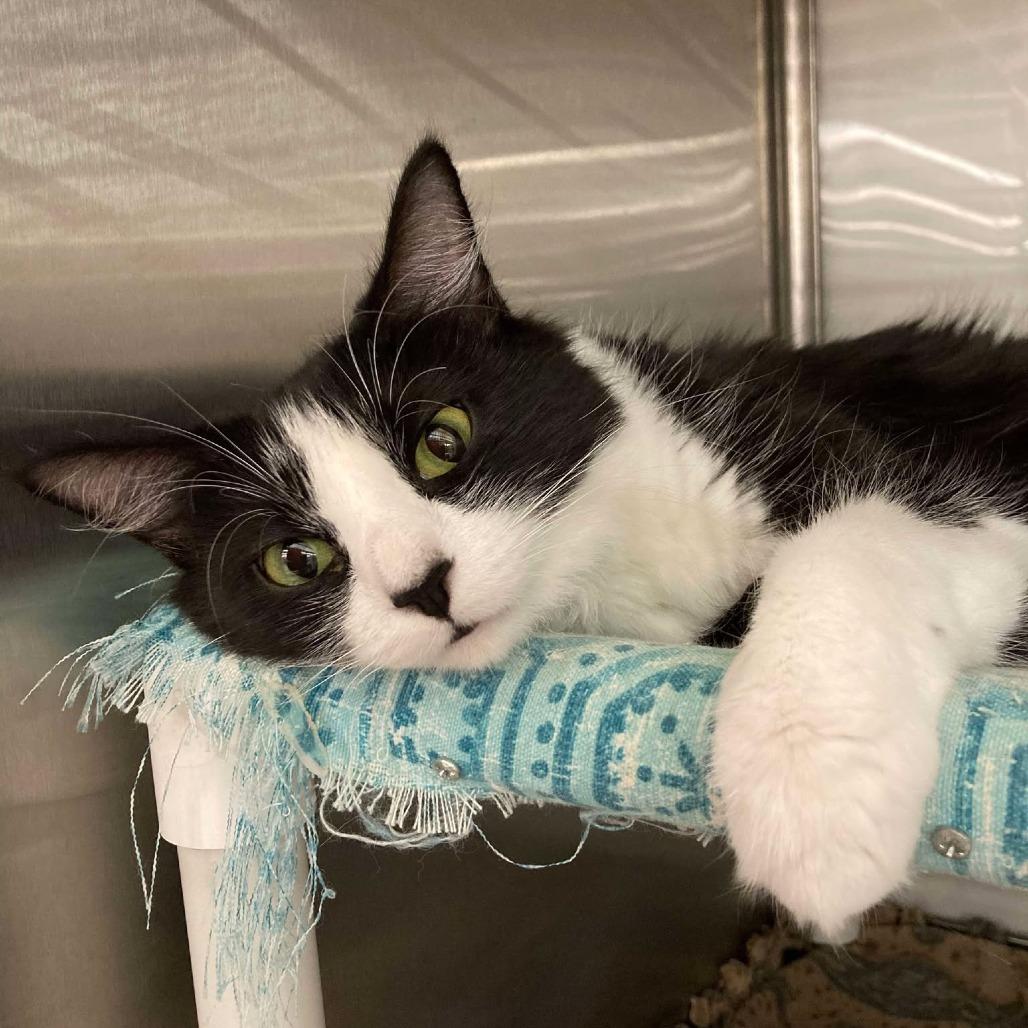 Purrdy *Meet me at Eagan Petsmart*