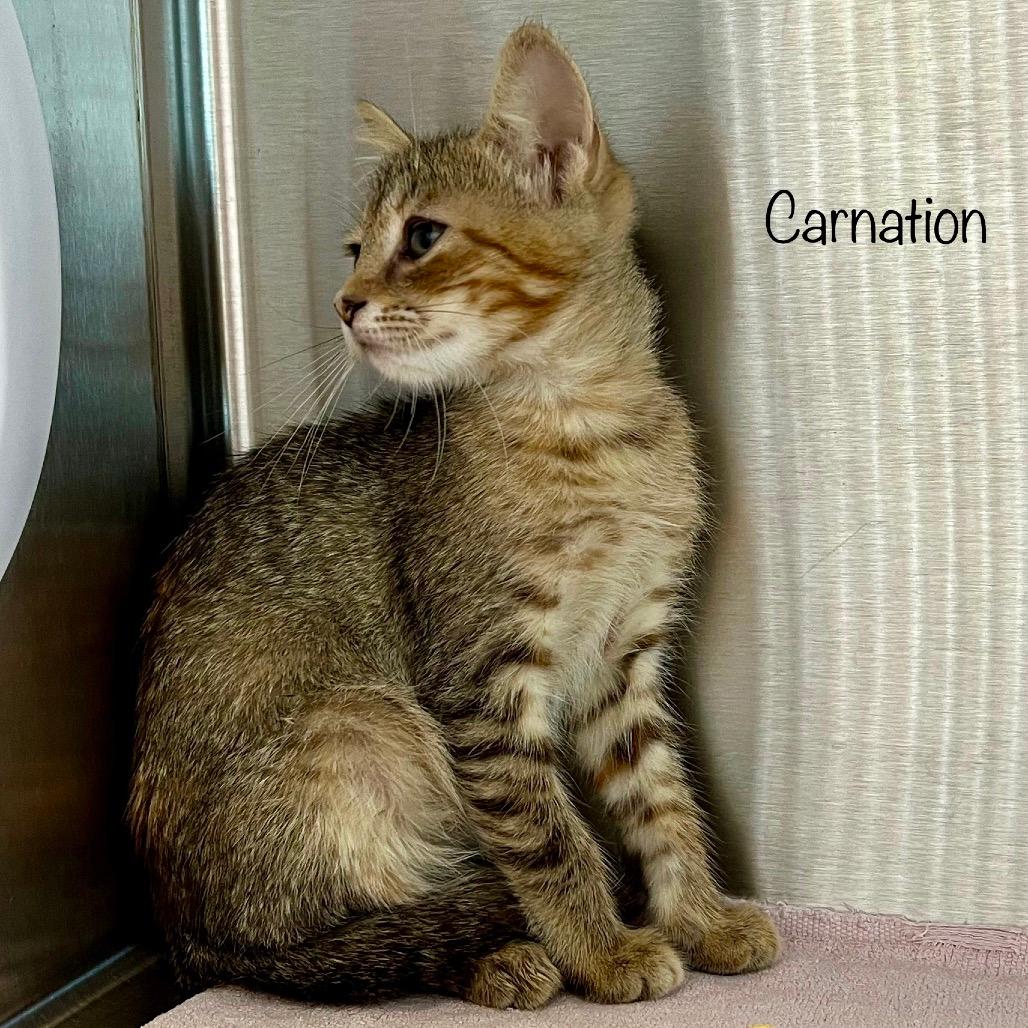 Carnation