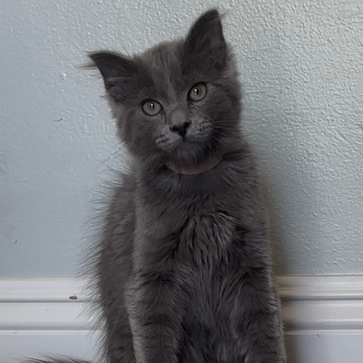 Milo