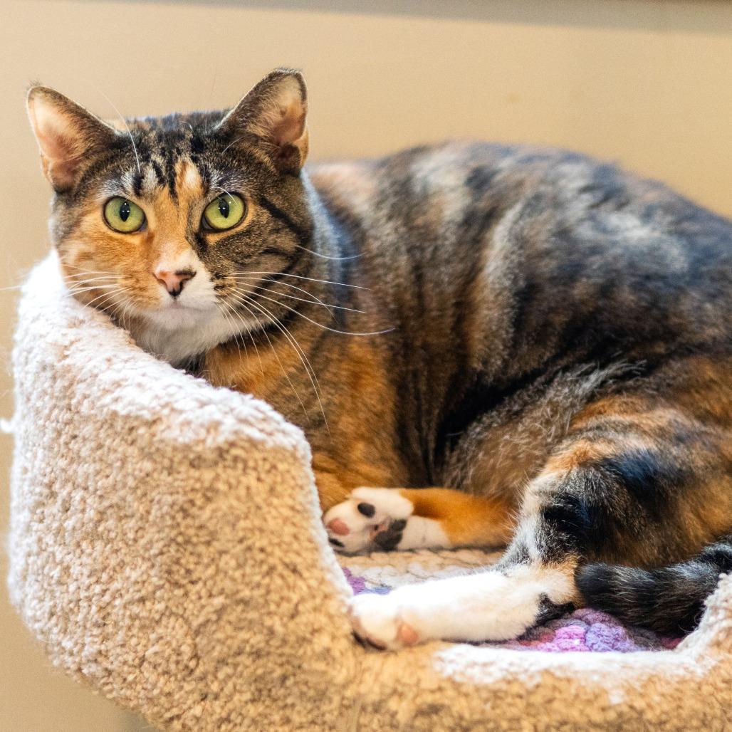 Miss Krampus (Bonded with Christmas Chili)