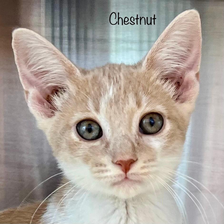 Chestnut