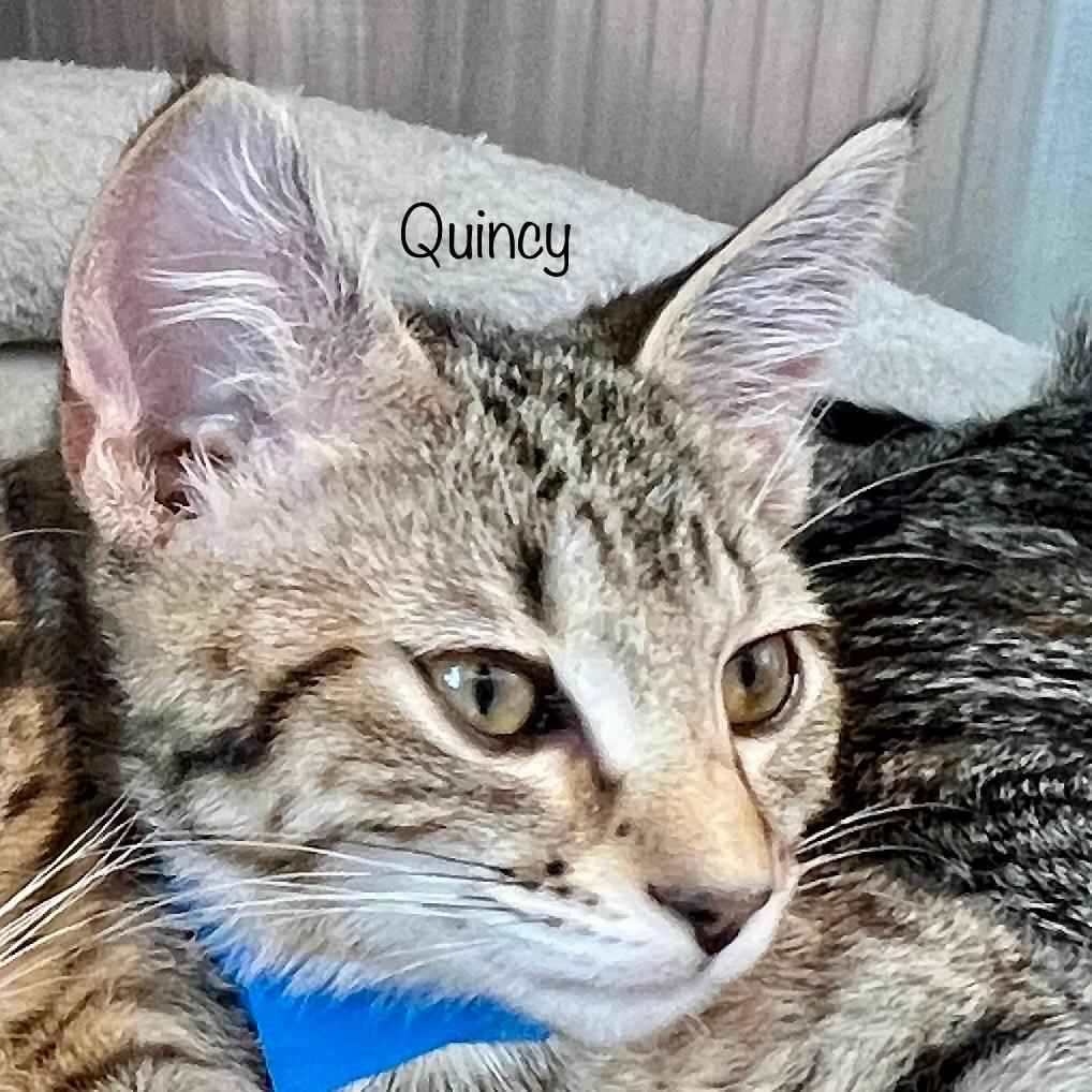Quincy