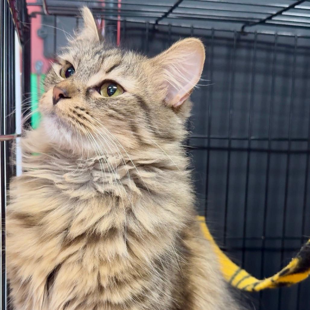 Breeze- ADOPTED 