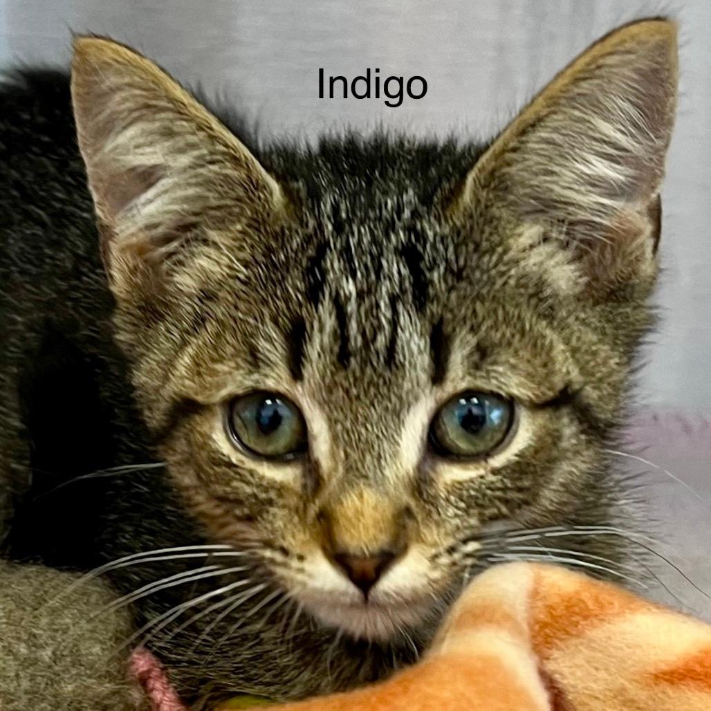 Indigo