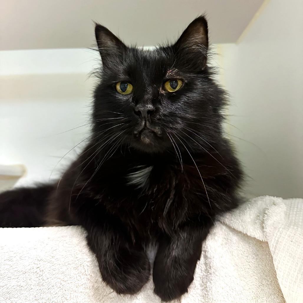 Norwegian Forest Cat to Adopt: Discover Your Perfect Furry Friend