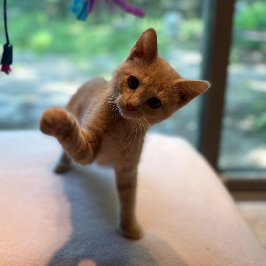 Buttercup