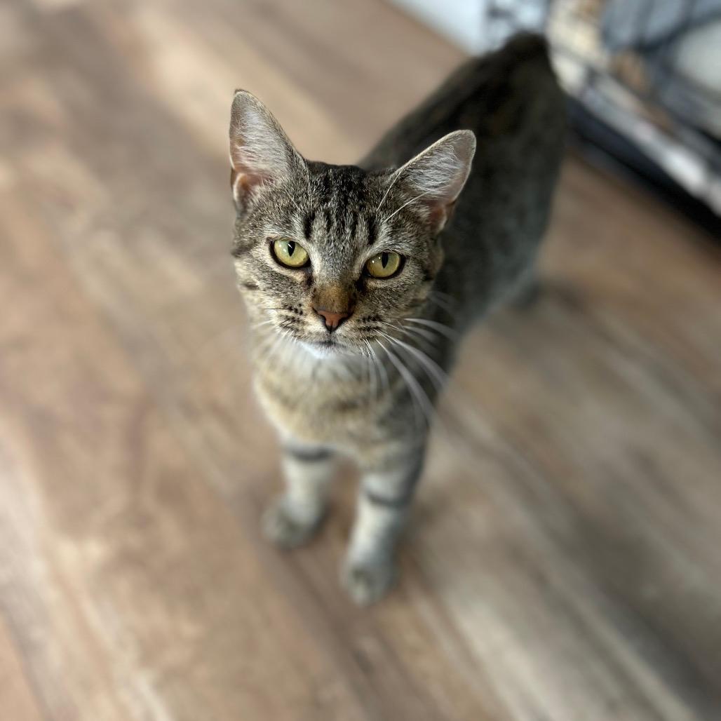 Mel