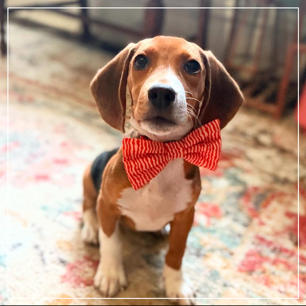 Benny 