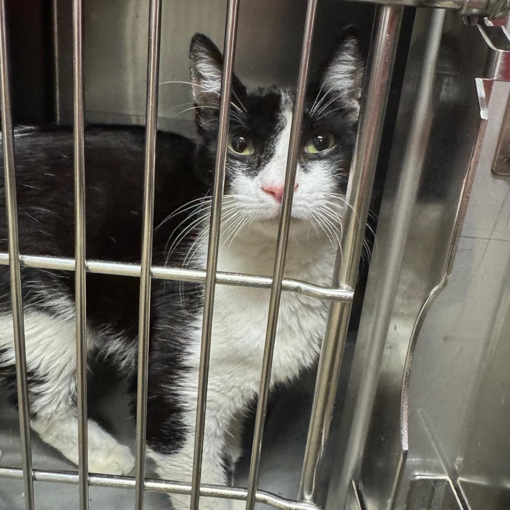 Gabriel Iglesias- Washington Petco