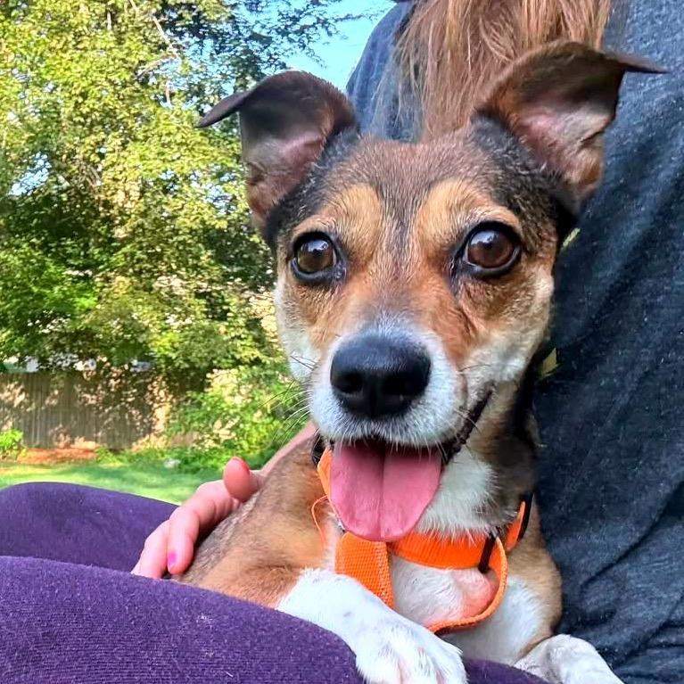 Gidget
