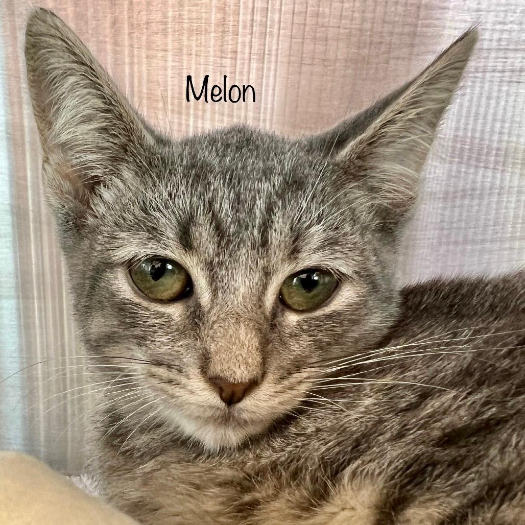 Melon