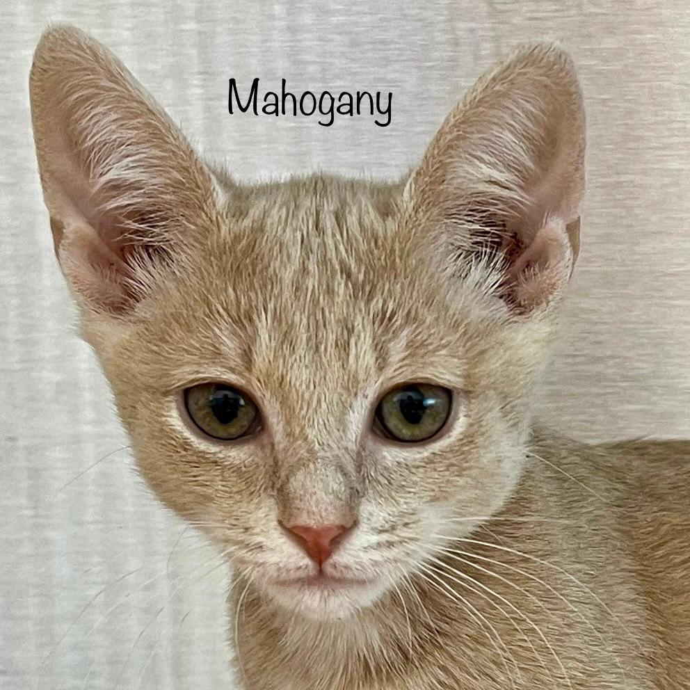 Mahogany