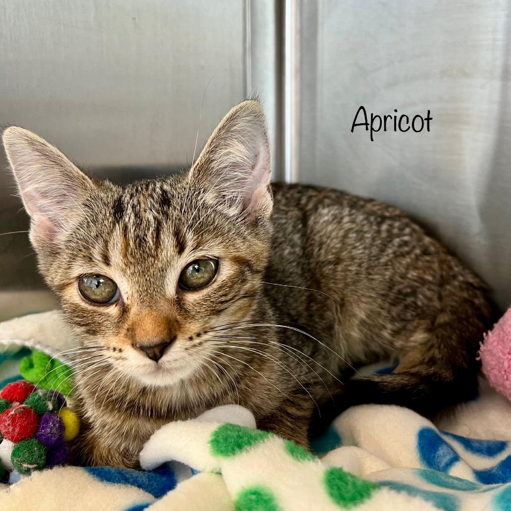 Apricot