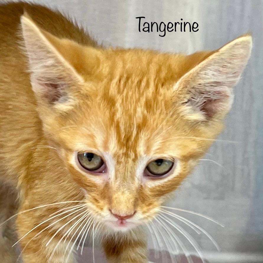 Tangerine