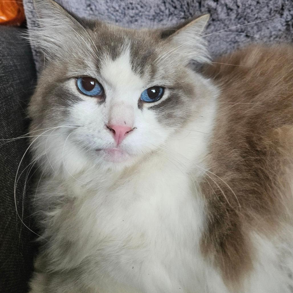 Ragdoll Cats for Adoption: Find Your Perfect Furry Friend Today