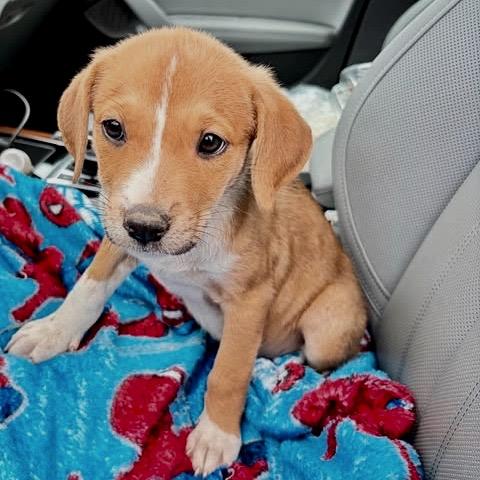 Clover (pup)