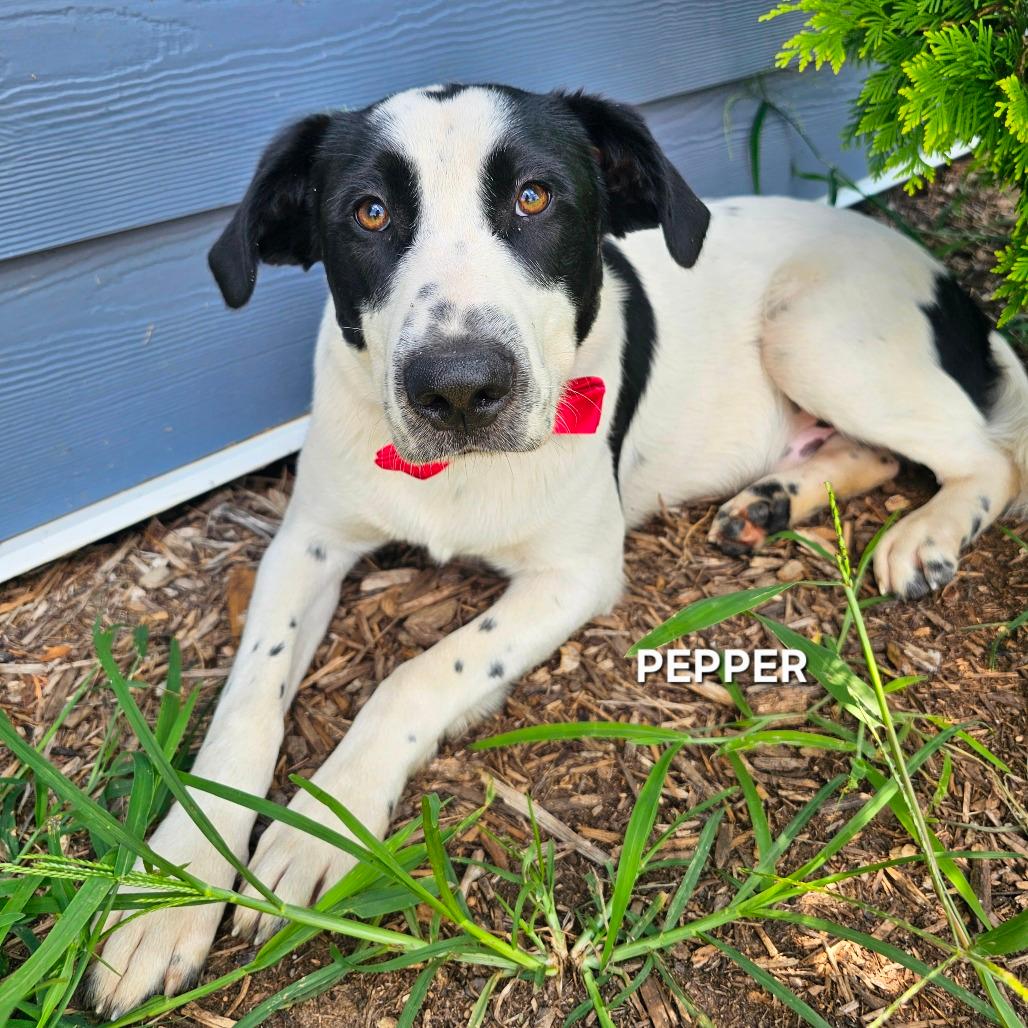 Pepper