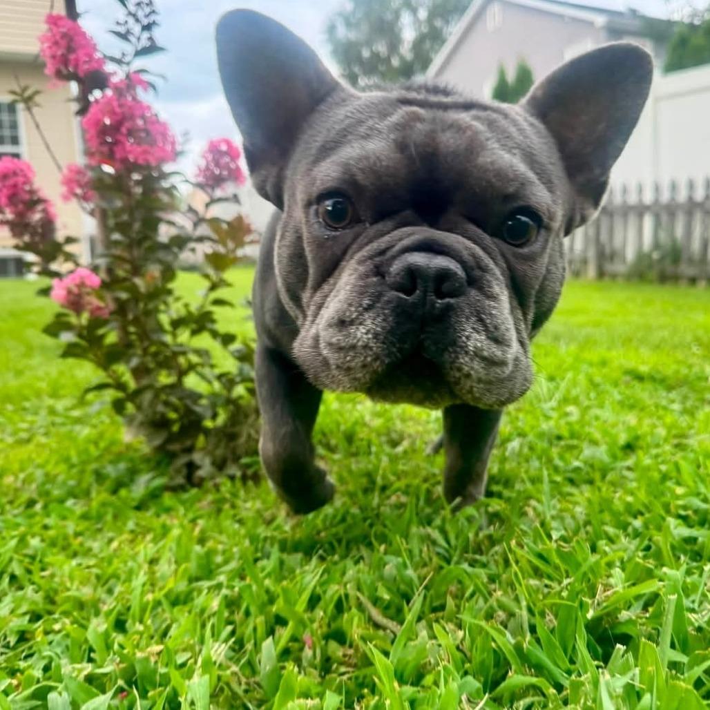 Stewie