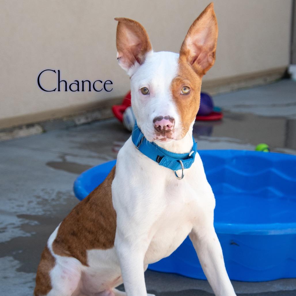 Chance