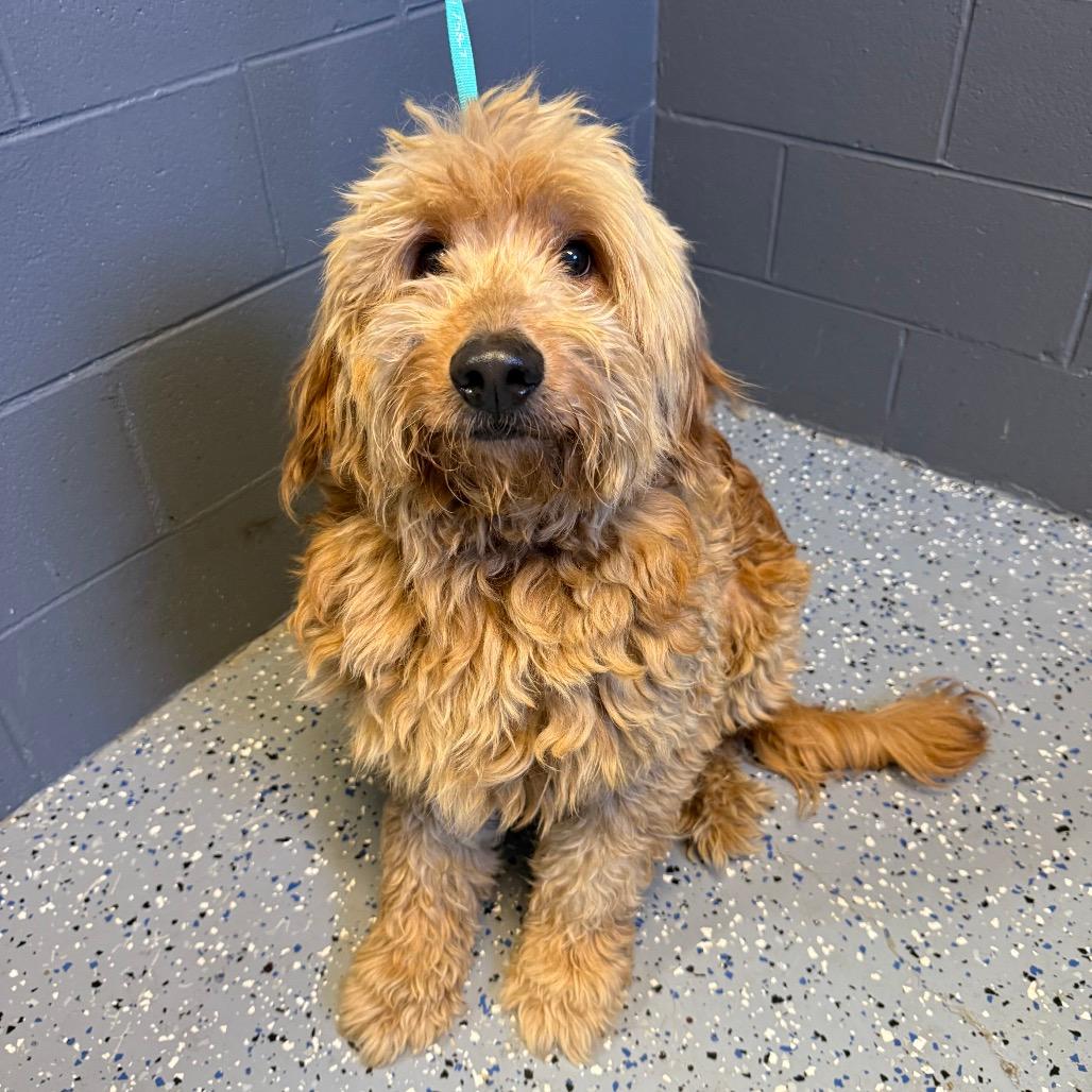 Mr. Snuffleupagus
