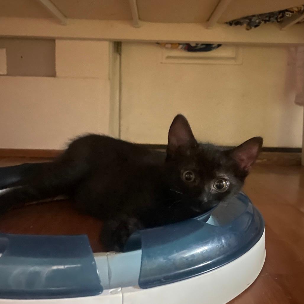 Max