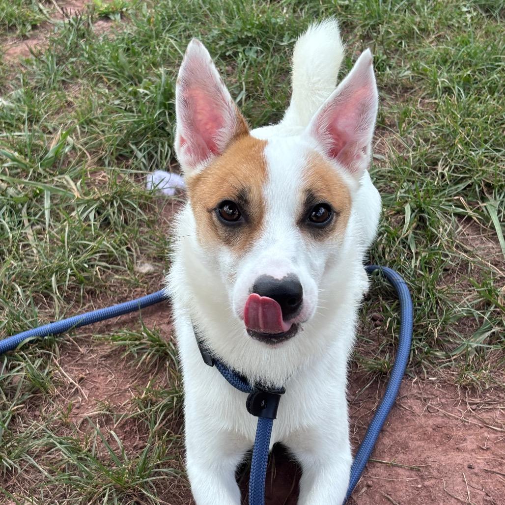 Scout