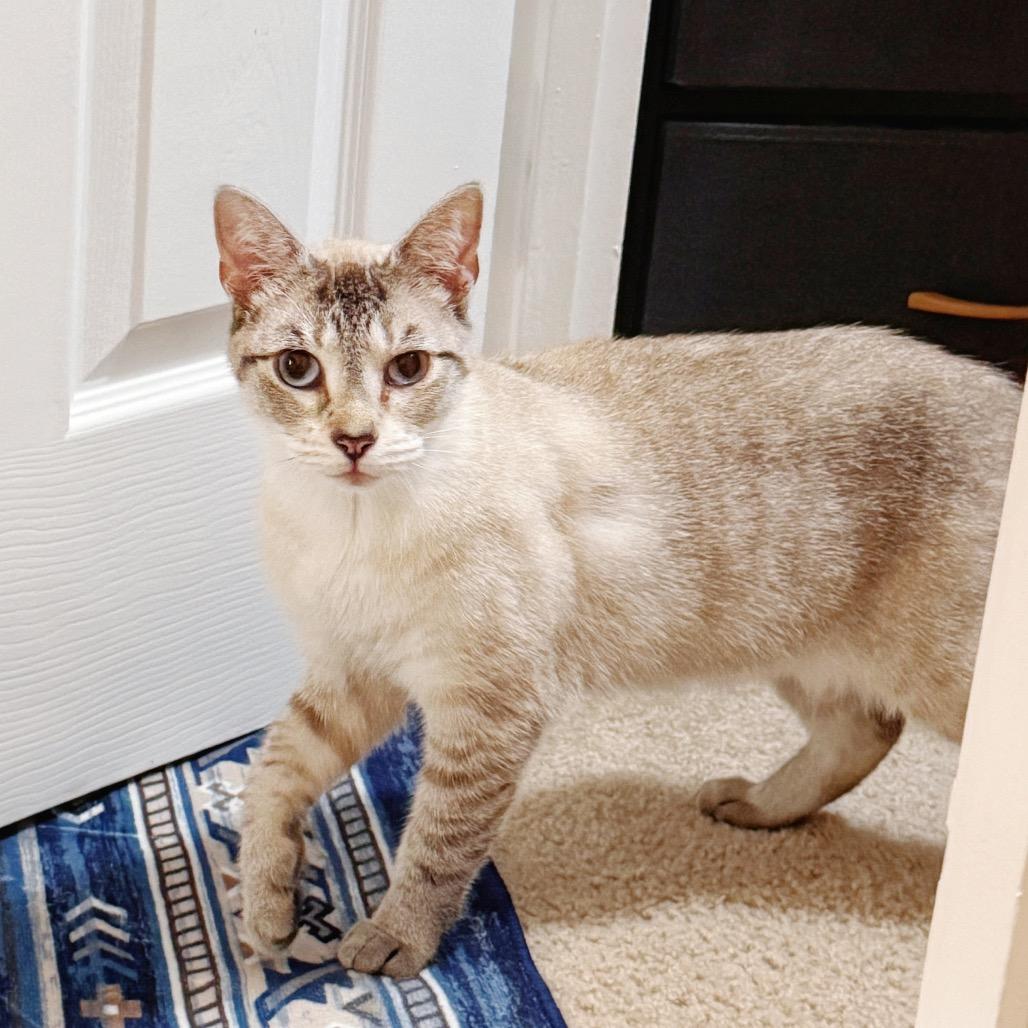 Hazel