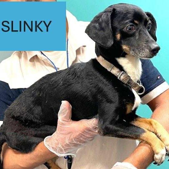 Picture of Slinky