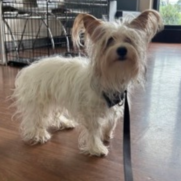 Picture of Gizmo