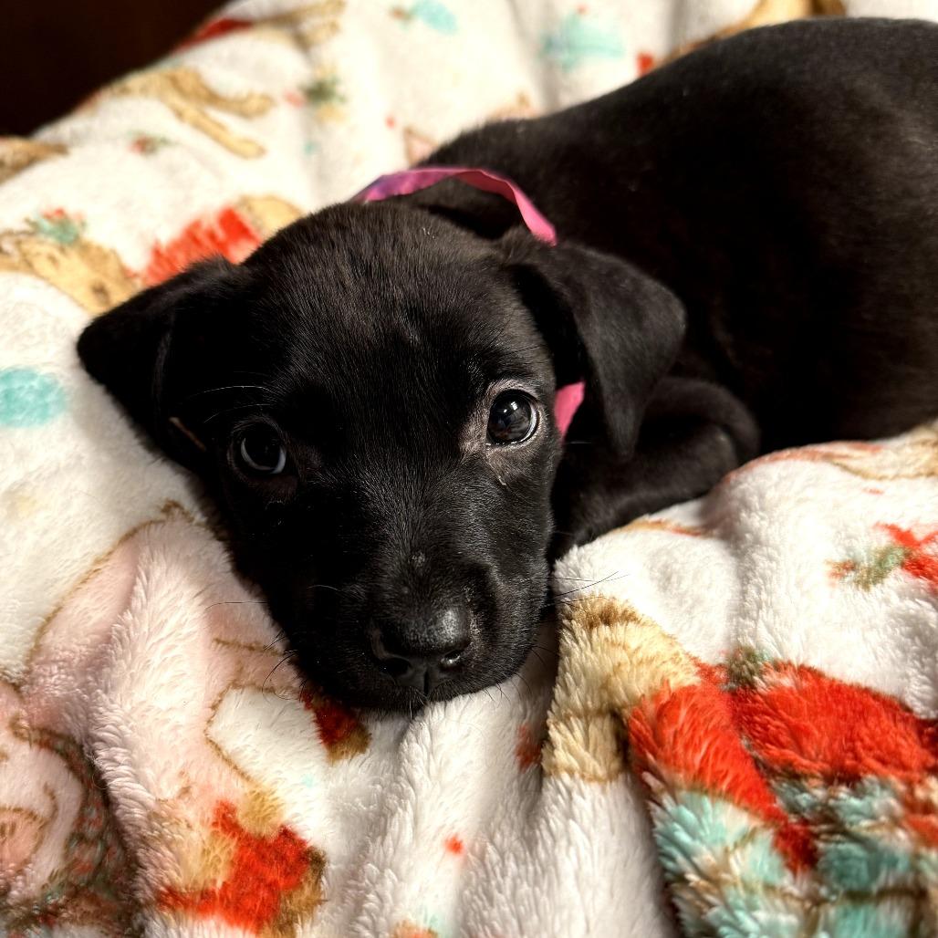 Mocha