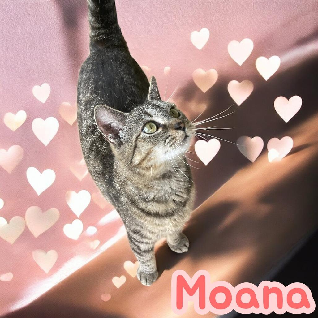 Moana
