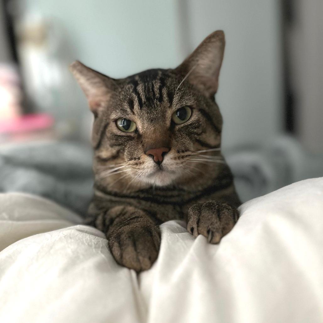 Rhette (Prince)