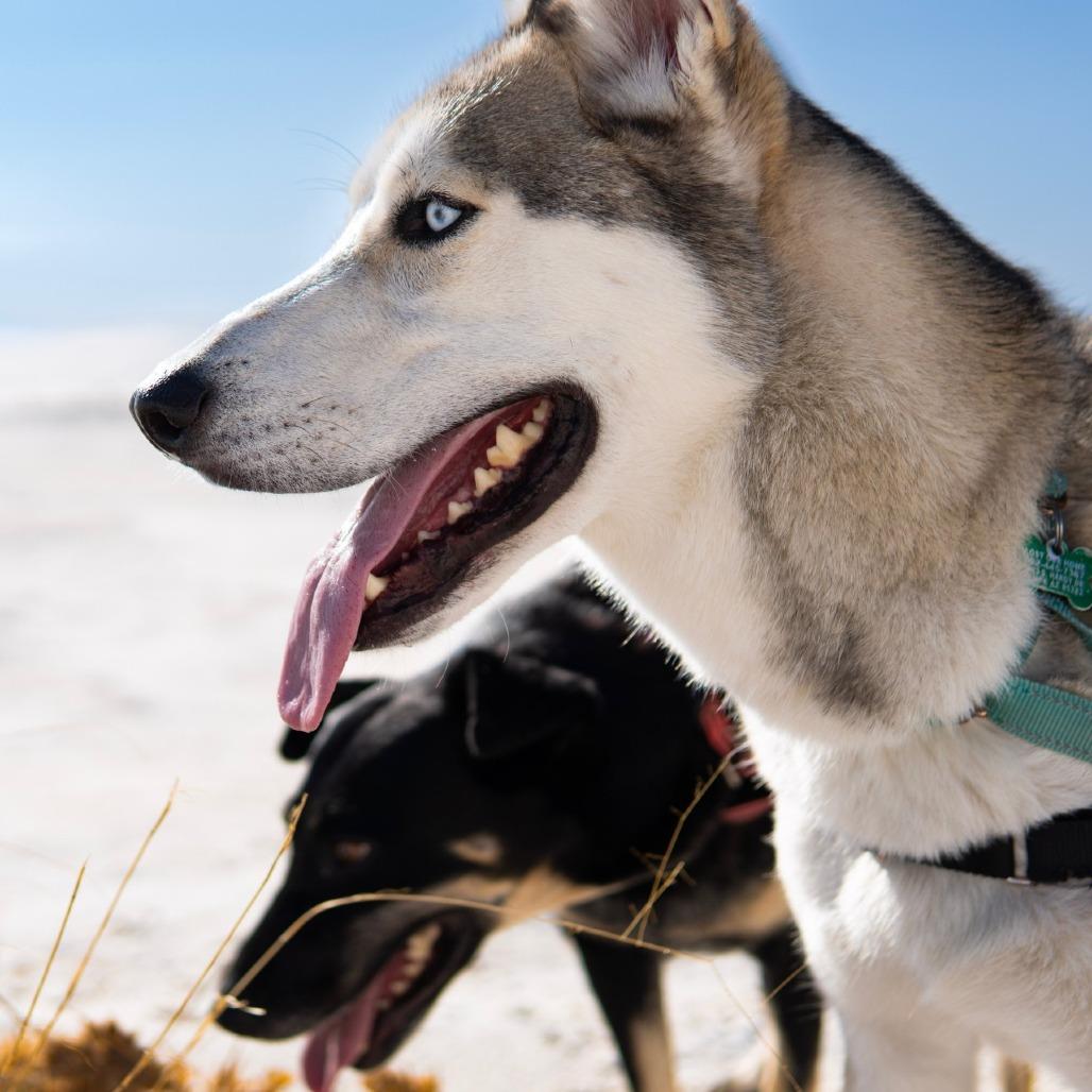 Polar