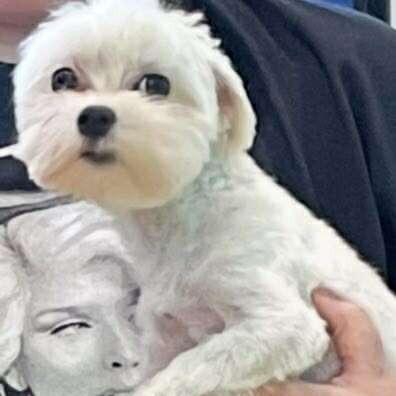 Picture of Nala